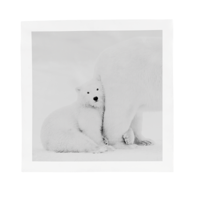 Tableau de porcelaine ours polaire